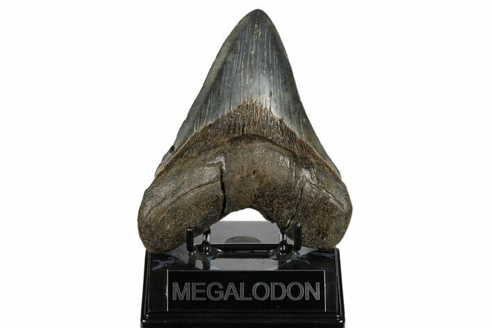 Fossil Megalodon Tooth - South Carolina #180941
